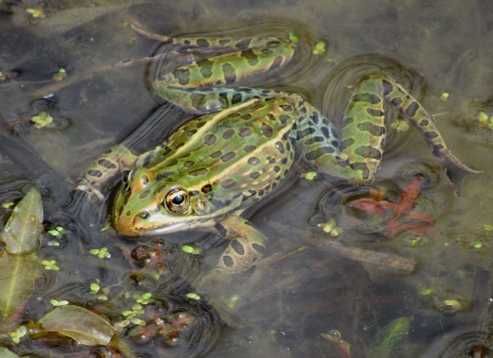 Northern Leopard Frog